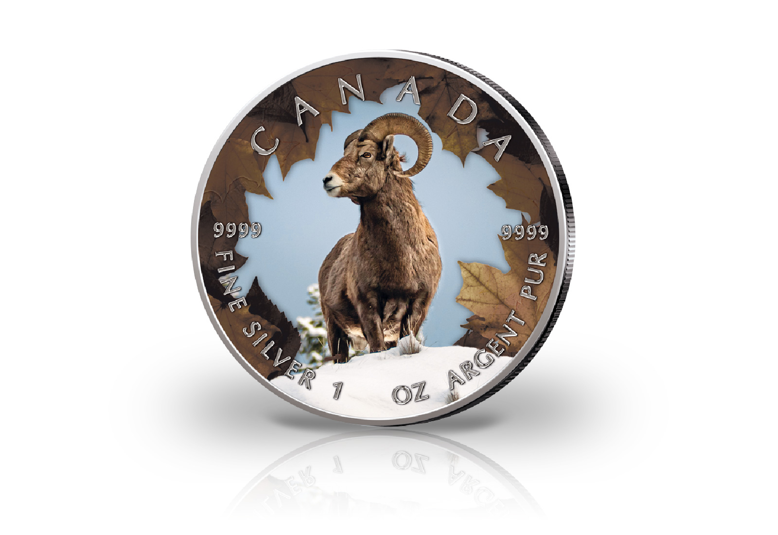 Maple Leaf 1 oz Silber Jahrgang unserer Wahl Kanada mit Farbmotiv Dickhornschaf