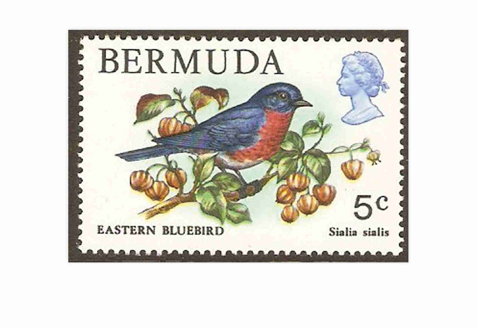 Bermuda 50 Marken