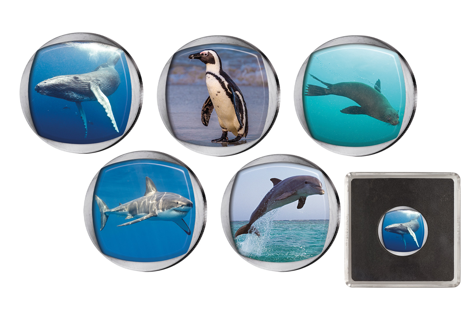 Marine Big Five mit Farbmotiv in edler Kapsel