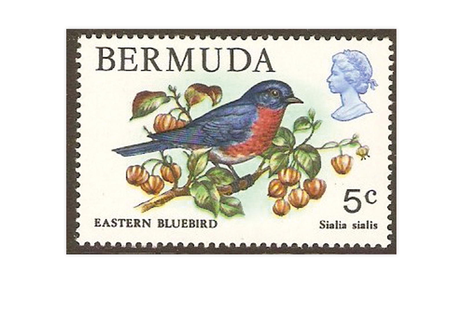 Bermuda 50 Marken