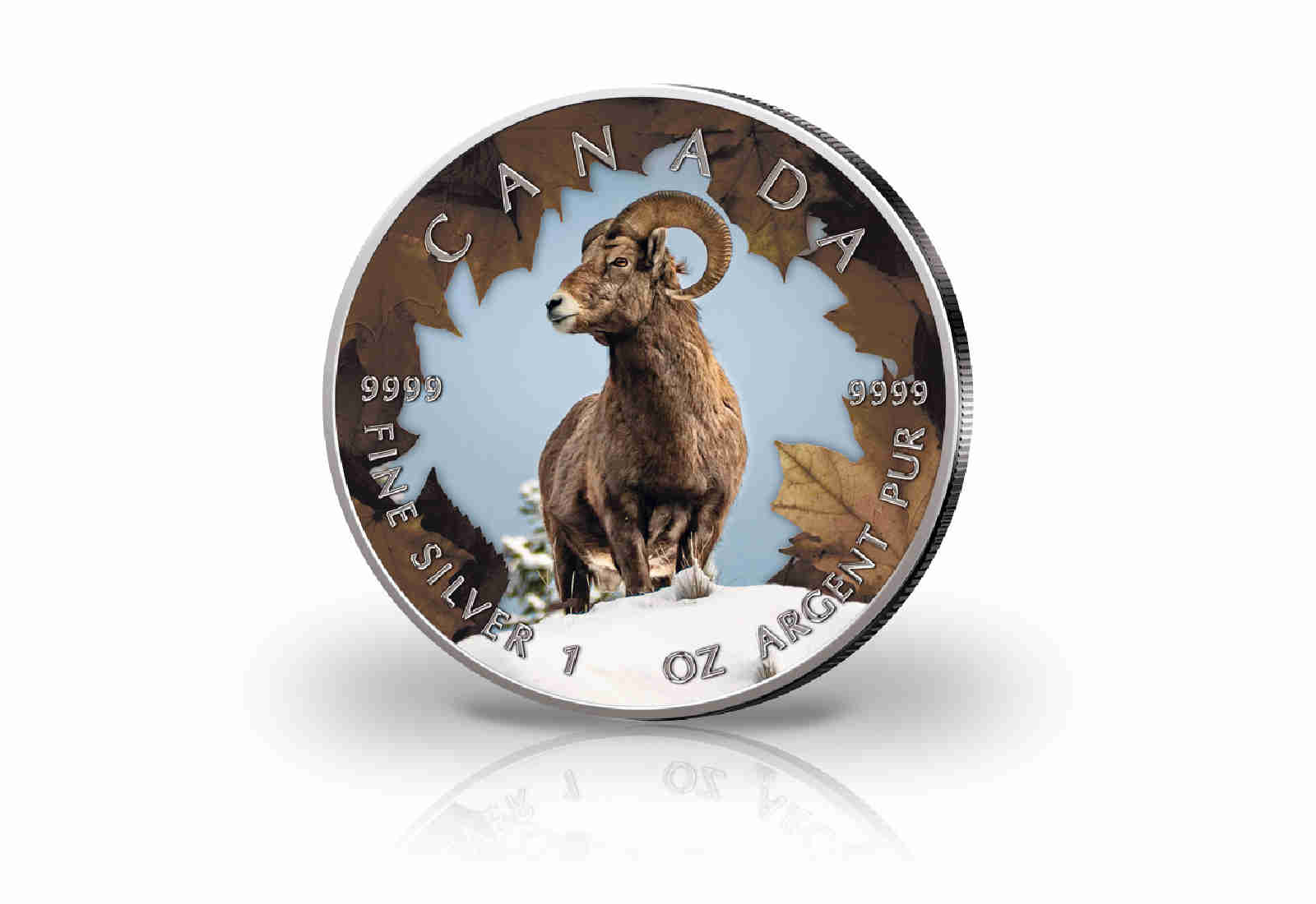 Maple Leaf 1 oz Silber Jahrgang unserer Wahl Kanada mit Farbmotiv Dickhornschaf