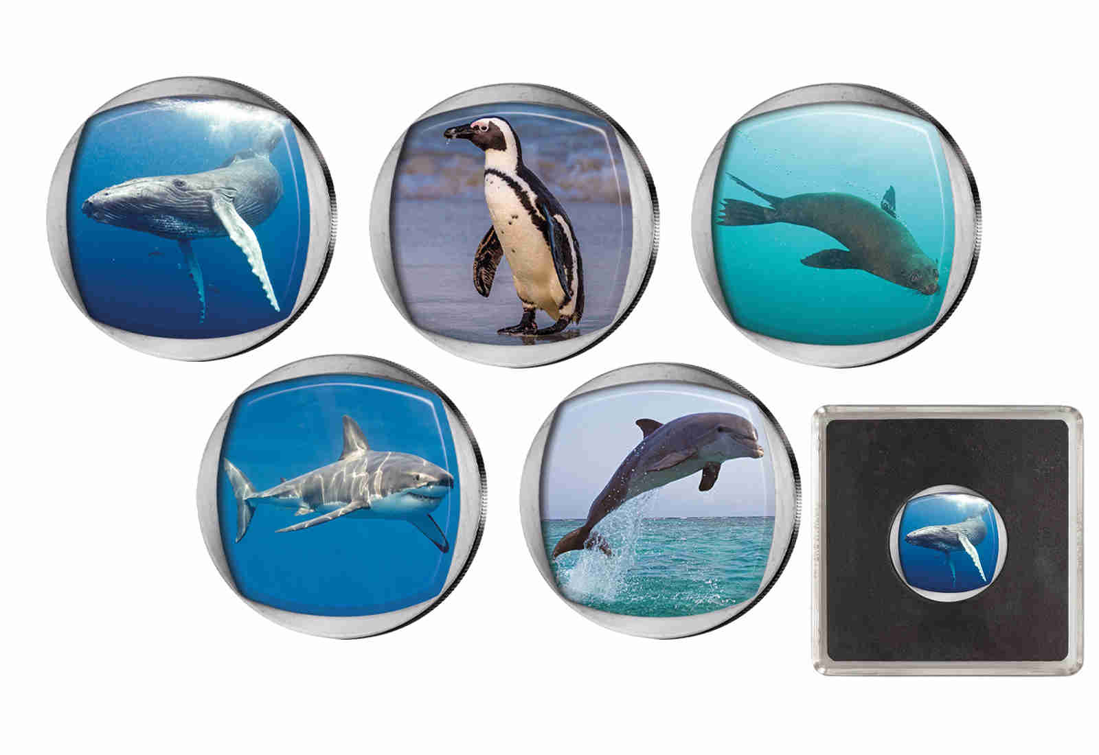 Marine Big Five mit Farbmotiv in edler Kapsel